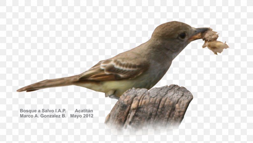 Beak Bird House Sparrow Finches, PNG, 1024x582px, Beak, Bird, Fauna, Feather, Finch Download Free