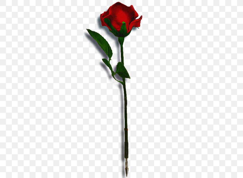 Rose, PNG, 600x600px, Flower, Bud, Cut Flowers, Leaf, Plant Download Free