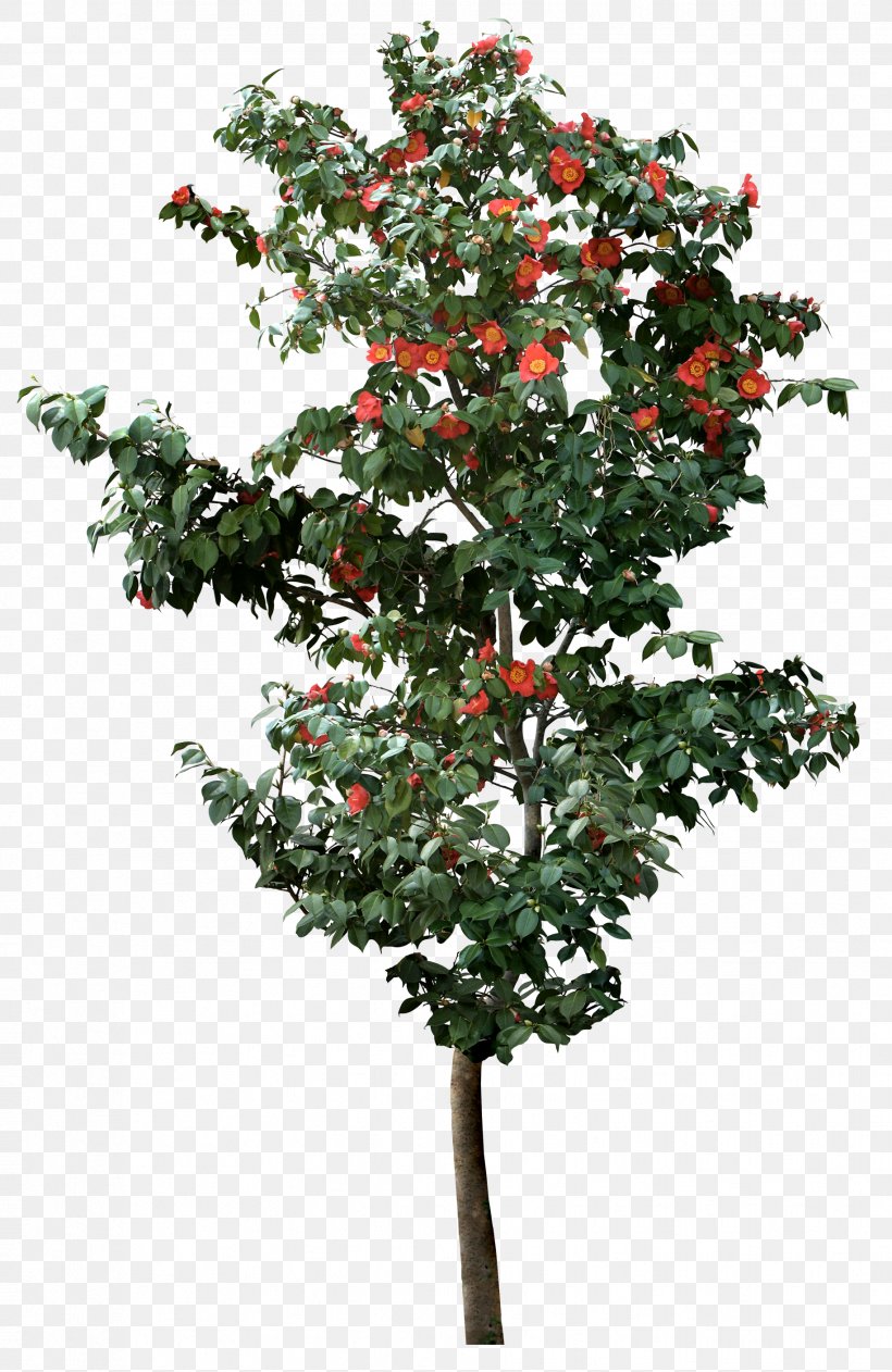 Tree Viburnum Plicatum, PNG, 1829x2816px, Tree, Aquifoliaceae, Branch, Computer Software, Evergreen Download Free