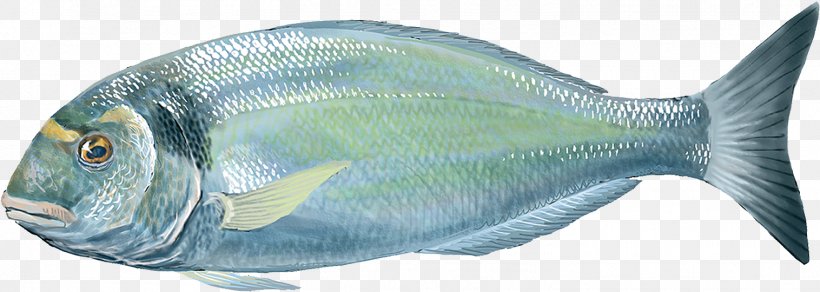 Bony Fishes Gilt-head Bream Oily Fish, PNG, 1516x540px, Bony Fishes, Atlantic Cod, Atlantic Mackerel, Automotive Parking Light, Bream Download Free