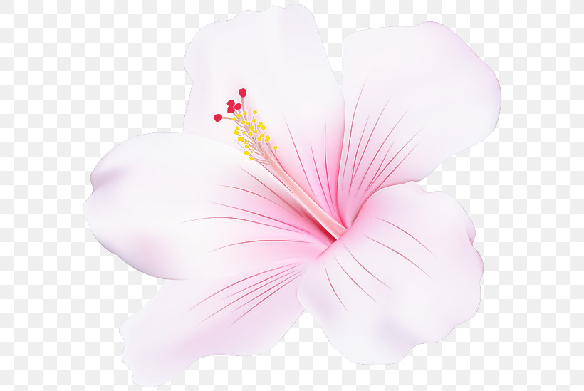Hibiscus Pink Petal Chinese Hibiscus Hawaiian Hibiscus, PNG, 600x549px, Hibiscus, Chinese Hibiscus, Flower, Hawaiian Hibiscus, Mallow Family Download Free