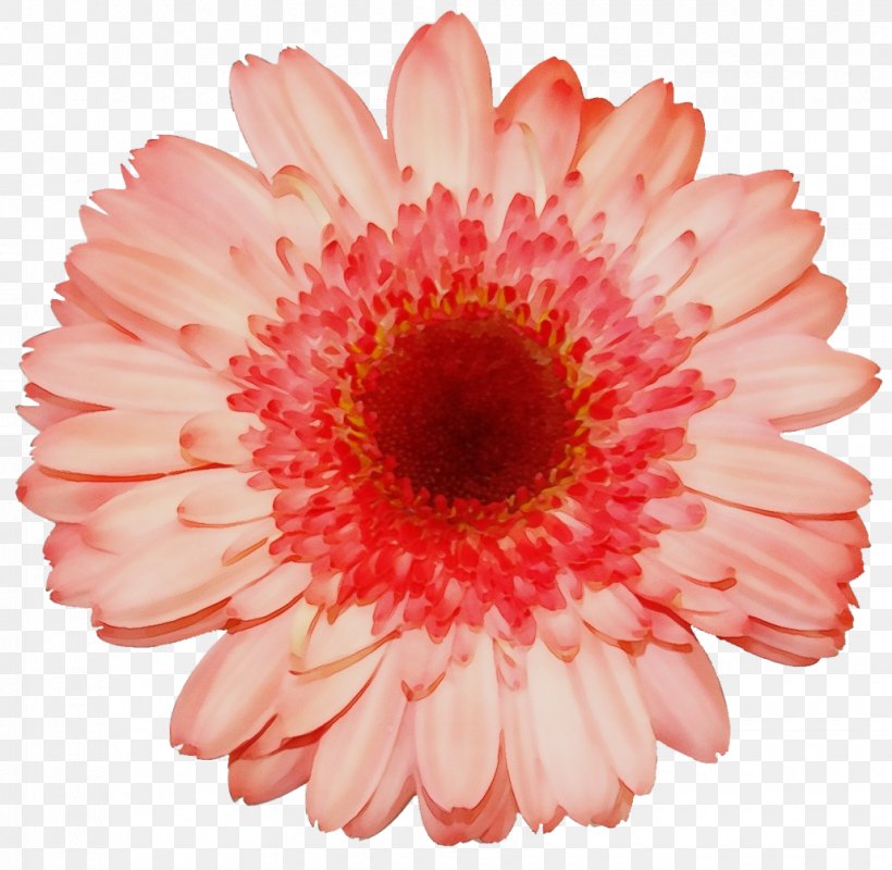 Orange, PNG, 1030x1006px, Watercolor, Barberton Daisy, Cut Flowers, Daisy Family, Flower Download Free