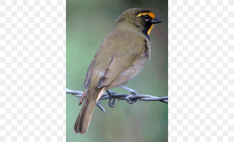House Sparrow Finch Common Nightingale American Sparrows, PNG, 500x500px, House Sparrow, American Sparrows, Beak, Bird, Bulbul Download Free