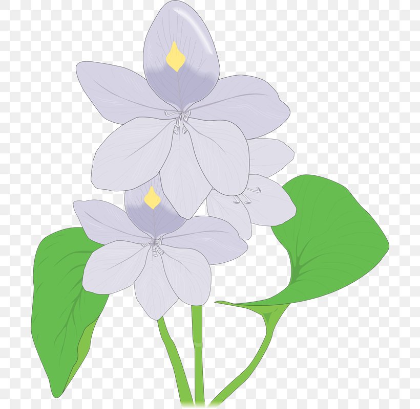 Hyacinth Clip Art, PNG, 700x800px, Hyacinth, Art, Common Bluebell, Common Water Hyacinth, Cut Flowers Download Free
