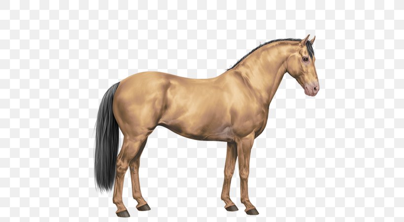 Mustang Mane Stallion Foal Sabino Horse, PNG, 600x450px, Mustang, Animal Figure, Bay, Bridle, Buckskin Download Free