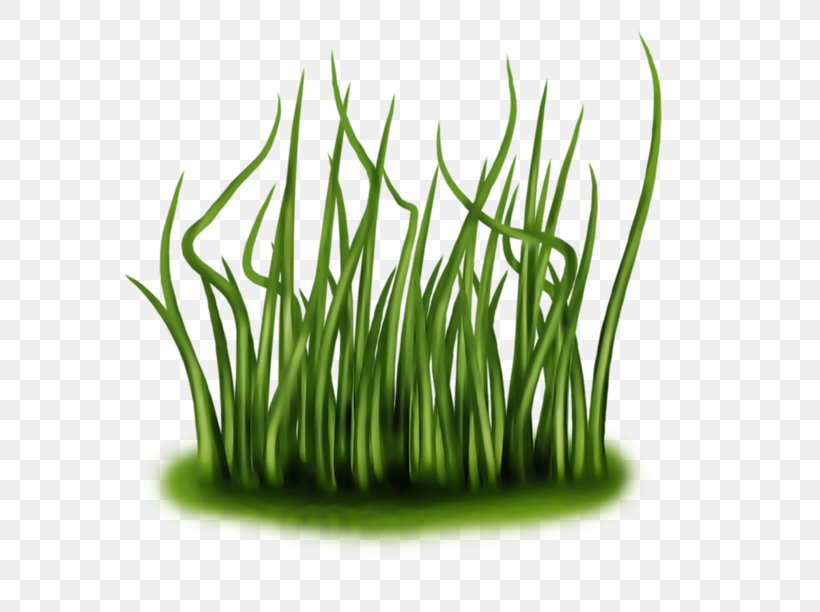 Image JPEG Green Plants, PNG, 699x612px, Green, Algae, Aquarium Decor, Aquatic Plants, Color Download Free