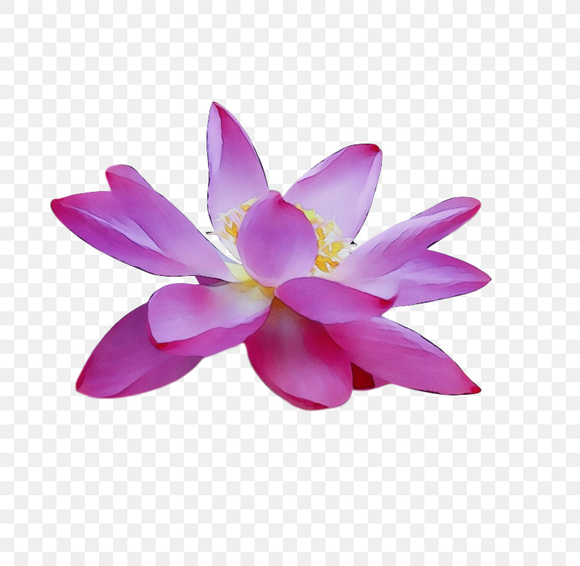 Sacred Lotus Magenta Telekom Lotus-m, PNG, 787x800px, Watercolor, Lotusm, Magenta Telekom, Paint, Sacred Lotus Download Free