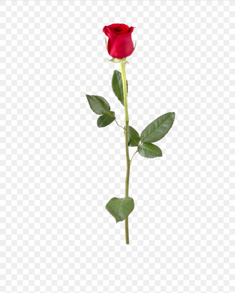 Stock Photography Rose Flower Plant Stem Clip Art, PNG, 1638x2048px, Stock Photography, Artificial Flower, Bud, Cut Flowers, Floral Design Download Free
