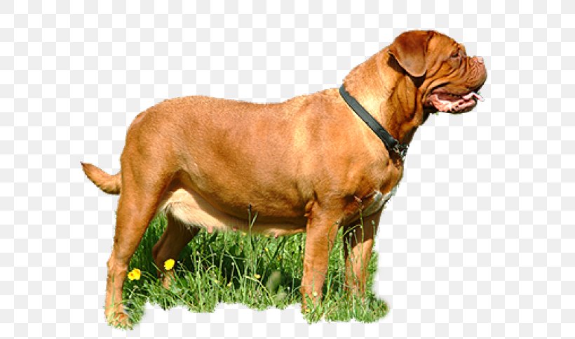 Tosa Dogue De Bordeaux Bullmastiff Boerboel Dog Breed, PNG, 645x483px, Tosa, Boerboel, Breed, Bullmastiff, Ca De Bou Download Free