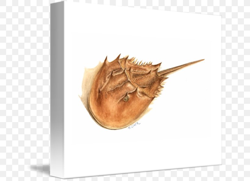 Atlantic Horseshoe Crab Gallery Wrap Canvas Art, PNG, 650x593px, Atlantic Horseshoe Crab, Art, Canvas, Crab, Gallery Wrap Download Free