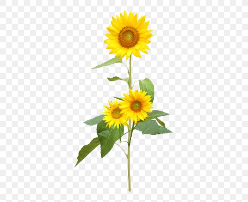 Common Sunflower, PNG, 602x667px, Common Sunflower, Animation, Cartoon, Cut Flowers, Daisy Family Download Free