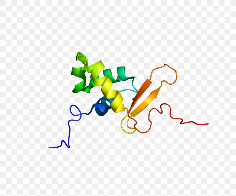 FOXO3 FOX Proteins Fork Head Domain Forkhead Box L2, PNG, 1200x1000px, Fox Proteins, Area, Art, Cancer, Cell Download Free