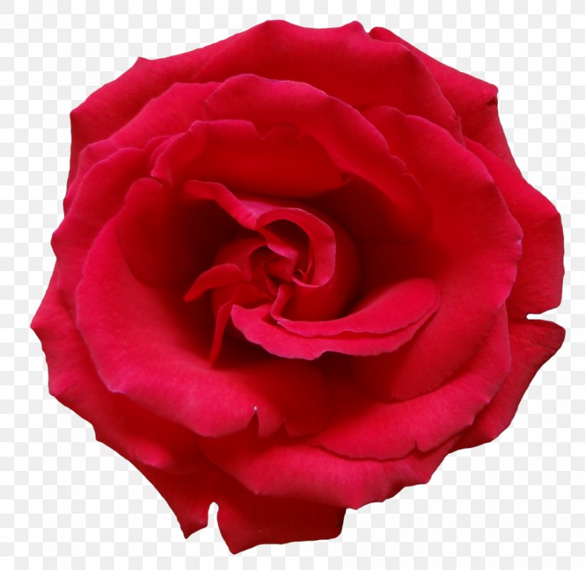 Rose Flower Clip Art, PNG, 900x878px, Rose, China Rose, Close Up, Cut Flowers, Floribunda Download Free