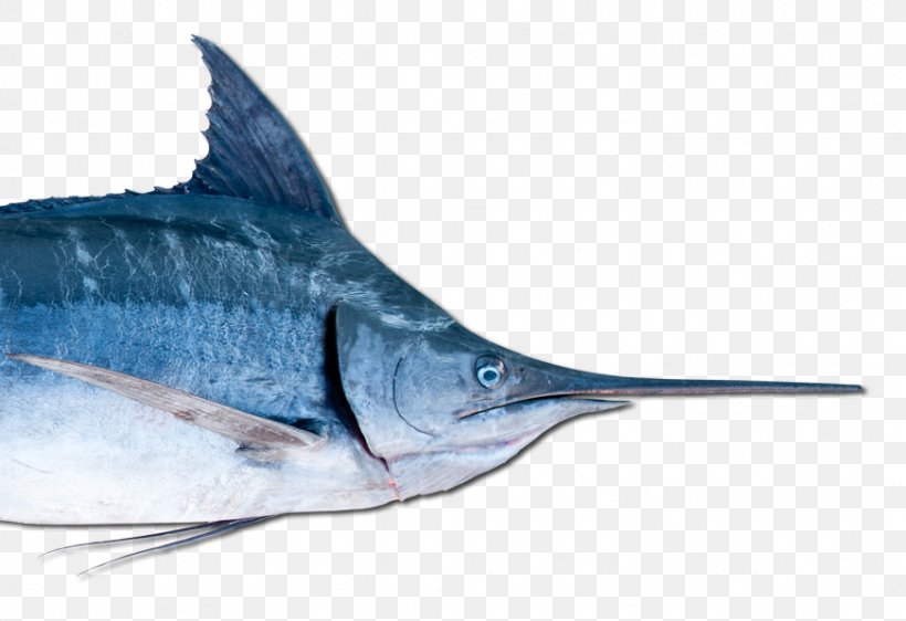 Swordfish Marlin Oily Fish Barracuda, PNG, 872x598px, Swordfish, Barracuda, Big Game, Billfish, Biology Download Free