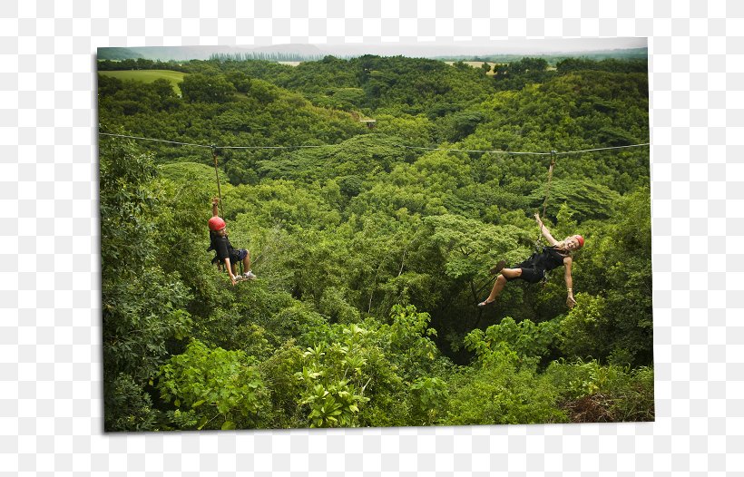 Zipline Safari Outfitters Kauai Zip-line Canopy Tour Kipu Ranch Adventures, PNG, 651x526px, Outfitters Kauai, Adventure, Adventure Park, Biome, Canopy Download Free