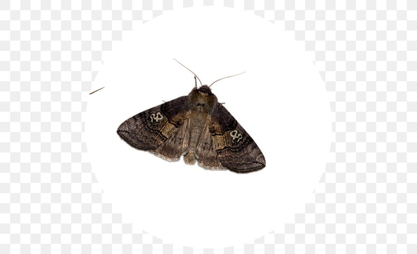 Brush-footed Butterflies Brown House Moth Butterfly Hofmannophila, PNG, 500x500px, Brushfooted Butterflies, Arthropod, Brown House Moth, Brush Footed Butterfly, Butterfly Download Free