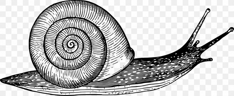 Drawing Snail Gastropod Shell Sketch, PNG, 2400x995px, Drawing, Art, Artwork, Black And White, Gastropod Shell Download Free