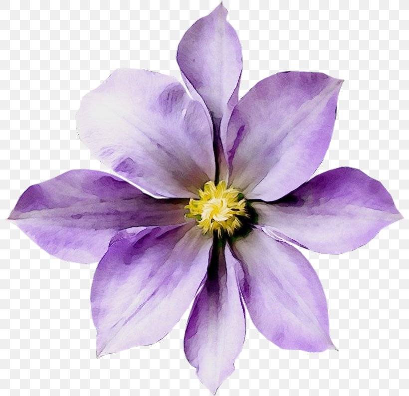 Flower Flowering Plant Petal Purple Violet, PNG, 800x794px, Watercolor, Clematis, Columbine, Flower, Flowering Plant Download Free