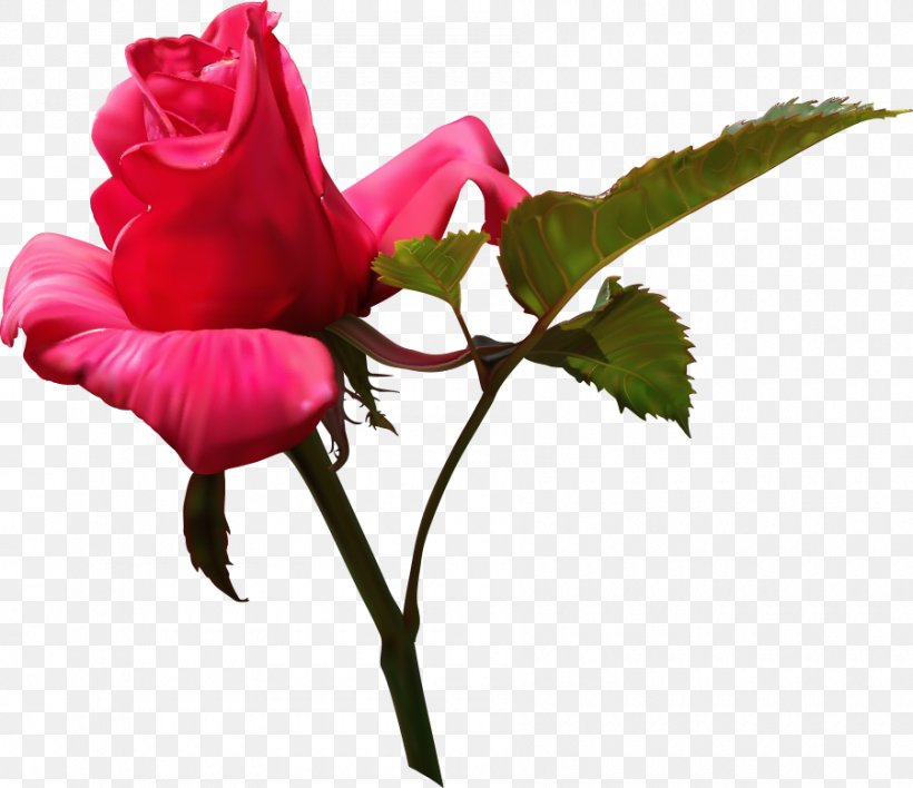 Flower Illustration, PNG, 900x778px, Flower, Bud, China Rose, Cut Flowers, Flora Download Free
