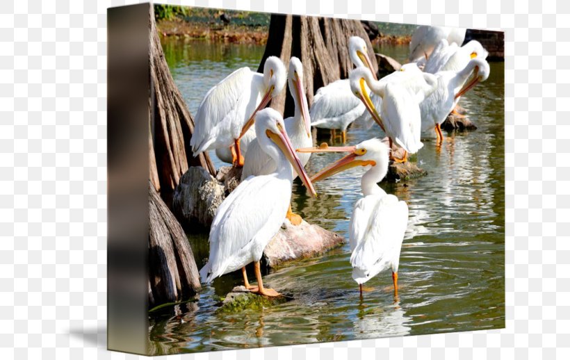 Pelican Water Bird Pond Beak, PNG, 650x518px, Pelican, Beak, Bird, Ciconiiformes, Fauna Download Free