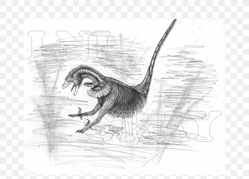 Beak Velociraptor Drawing Sketch, PNG, 2036x1465px, Beak, Art, Artwork, Bird, Black And White Download Free