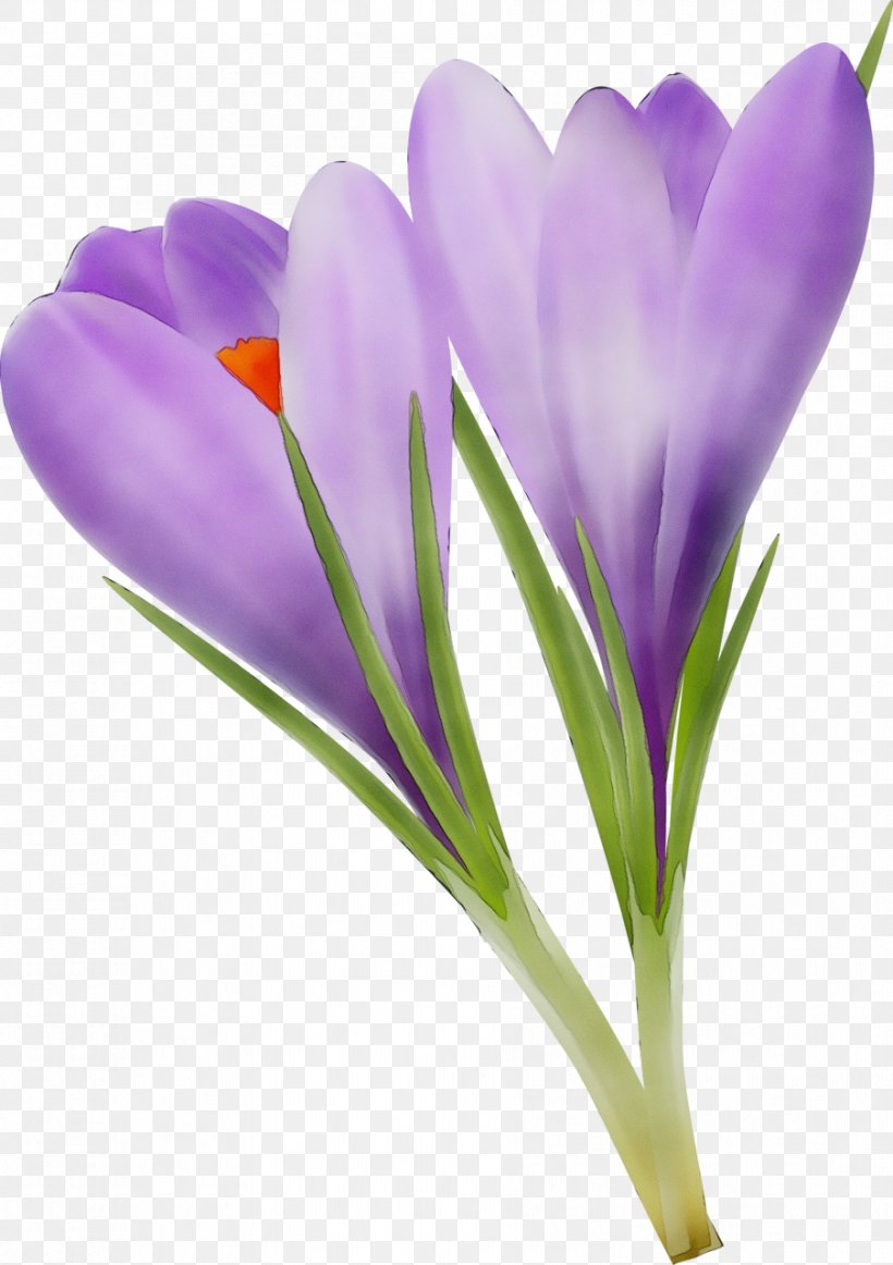 Flower Flowering Plant Cretan Crocus Crocus Tommie Crocus, PNG, 903x1280px, Watercolor, Cretan Crocus, Crocus, Flower, Flowering Plant Download Free