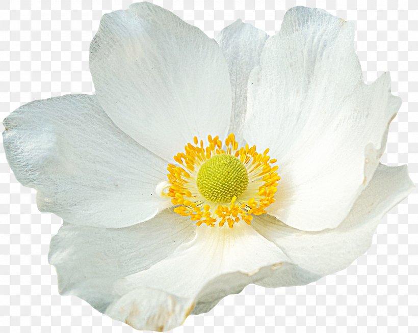 Flower Petal Nelumbo Nucifera, PNG, 1280x1022px, Flower, Anemone, Animation, Flowering Plant, Nelumbo Nucifera Download Free