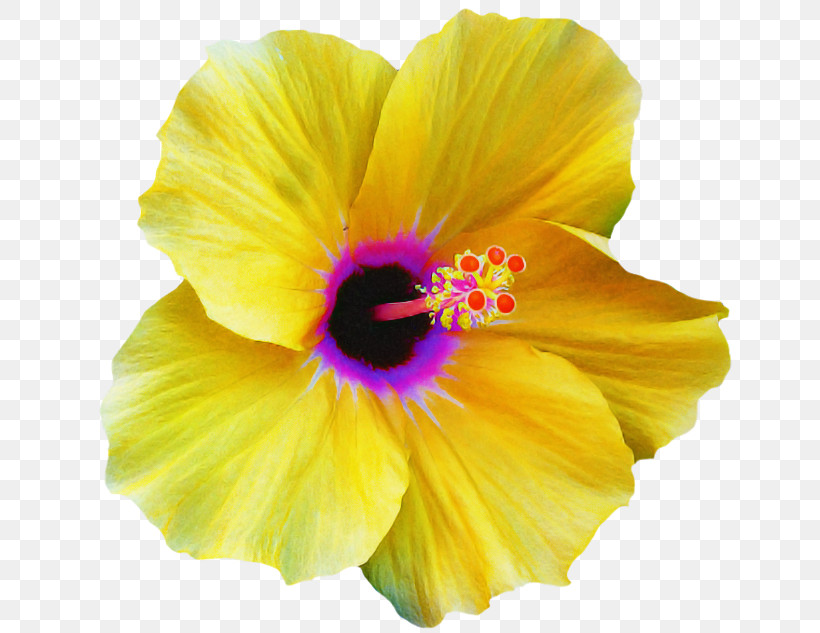 Petal Flower Yellow Hawaiian Hibiscus Hibiscus, PNG, 650x633px, Petal, Chinese Hibiscus, Flower, Hawaiian Hibiscus, Hibiscus Download Free