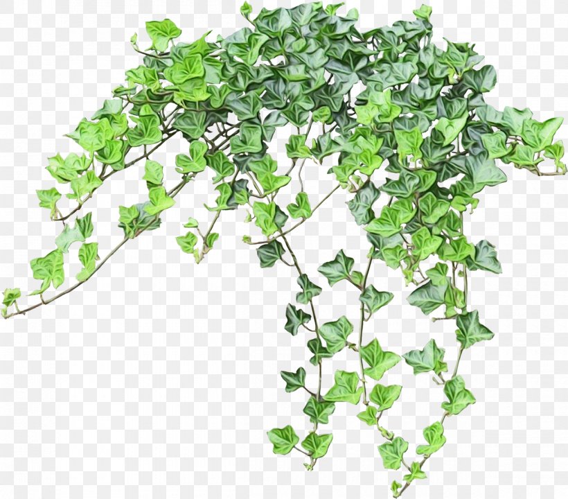 Clip Art Image Vine Boston, PNG, 1200x1055px, Vine, Boston, Boston Ivy, Catalog, Flower Download Free