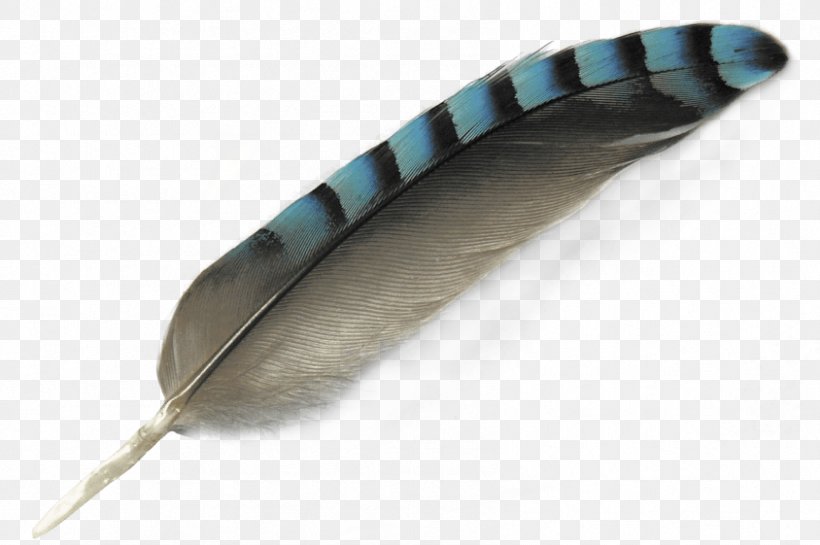Writing Cartoon, PNG, 844x561px, Bird, Fashion Accessory, Feather, Peafowl, Pen Download Free