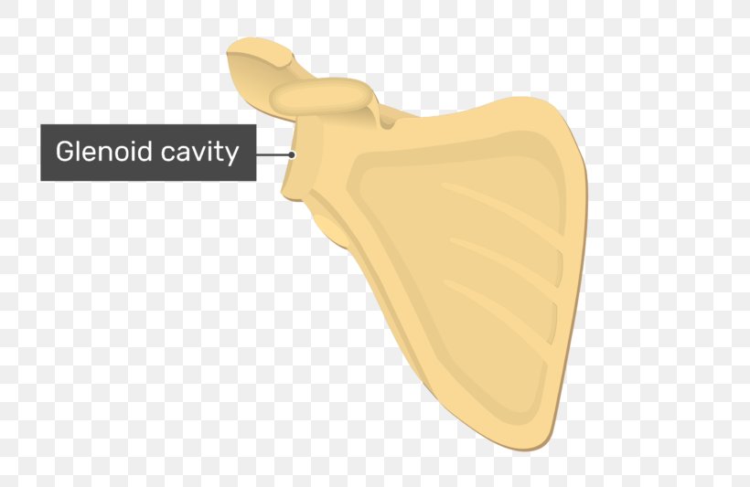 Angulus Lateralis Scapulae Glenoid Cavity Winged Scapula Bone, PNG, 770x533px, Scapula, Anatomy, Bone, Bone Fracture, Glenoid Cavity Download Free