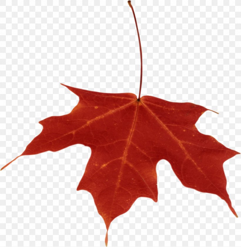 Autumn Leaf Color Clip Art, PNG, 1248x1280px, Leaf, Autumn, Autumn Leaf Color, Autumn Leaves, Flowering Plant Download Free