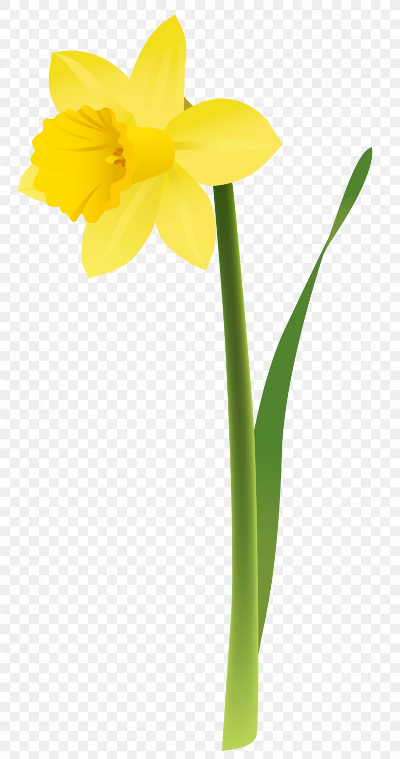 Daffodil Floral Design Cut Flowers Yellow, PNG, 1160x2203px, Daffodil, Amaryllis Family, Bulb, Cut Flowers, Flora Download Free