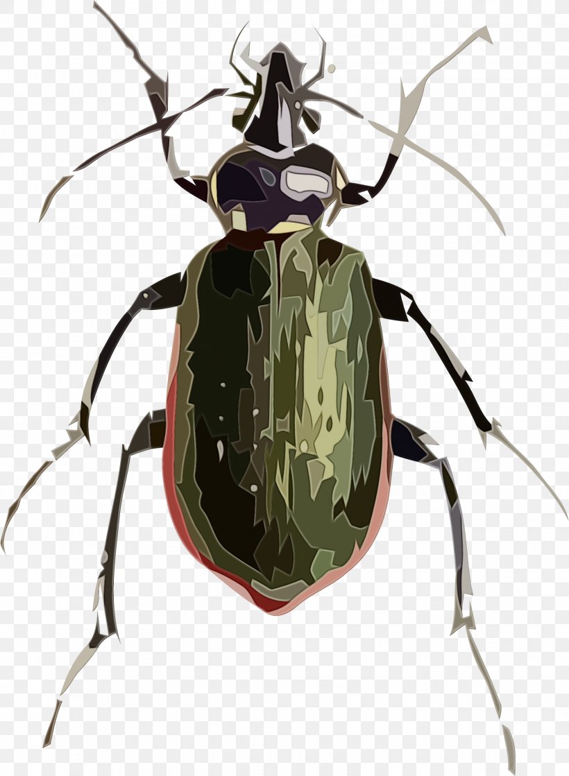 Leaf Fly, PNG, 1555x2123px, Beetle, Blister Beetles, Burying Beetle, Calosoma, Calosoma Sycophanta Download Free