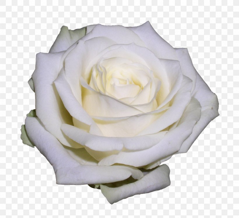 Garden Roses Cabbage Rose Floribunda Image, PNG, 1024x936px, Garden Roses, Black Rose, Cabbage Rose, Cut Flowers, Digital Image Download Free
