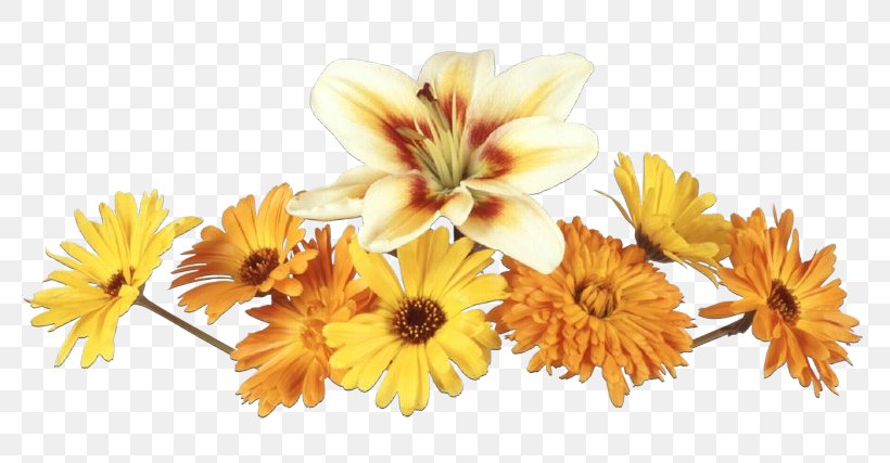 Clip Art Transparency Image Drawing, PNG, 800x427px, Drawing, Artificial Flower, Calendula, Chrysanths, Cut Flowers Download Free