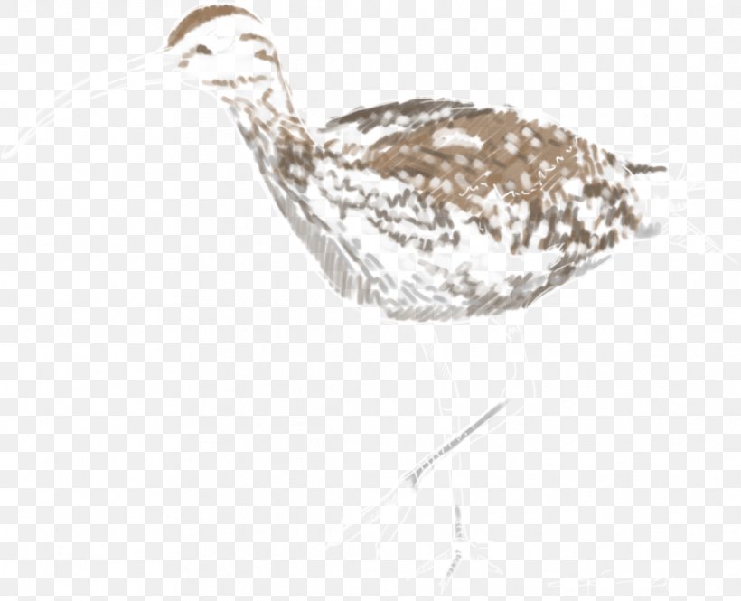 Water Bird Whimbrel Beak Europe, PNG, 1088x883px, Bird, Animal Migration, Arctic, Beak, Coast Download Free