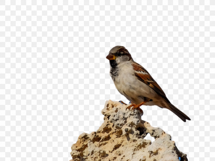 Bird Beak Sparrow House Sparrow Finch, PNG, 1920x1438px, Bird, Beak, Falconiformes, Finch, House Sparrow Download Free