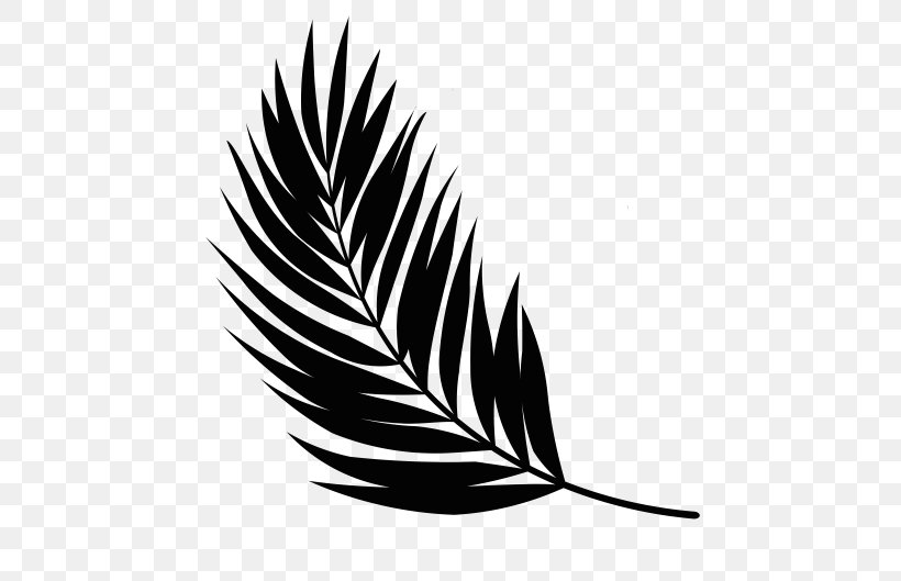 Feather Beak Leaf Noun Font, PNG, 669x529px, Feather, Beak, Bird, Black And White, Family Download Free