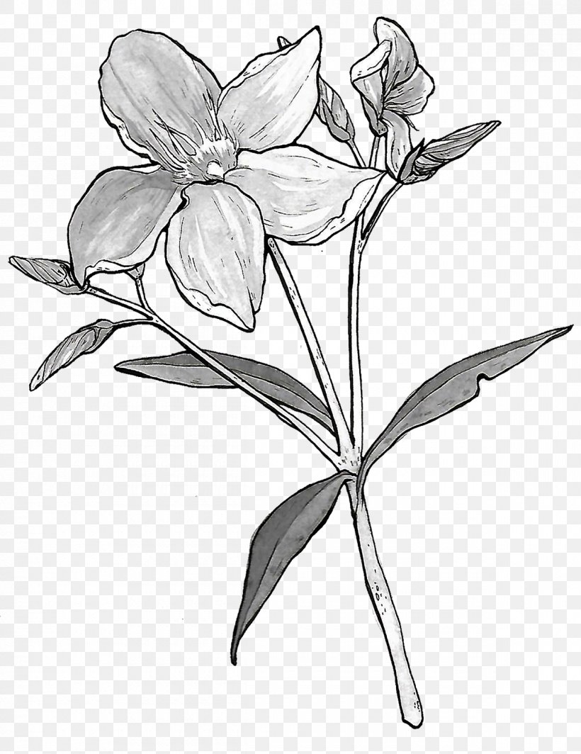 Flower Botanical Illustration Botany Floral Design, PNG, 1200x1558px, Flower, Artwork, Black And White, Botanical Illustration, Botany Download Free