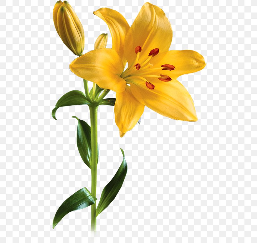 Lilium Flower Clip Art, PNG, 500x778px, Lilium, Bit, Cut Flowers, Daylily, Floristry Download Free