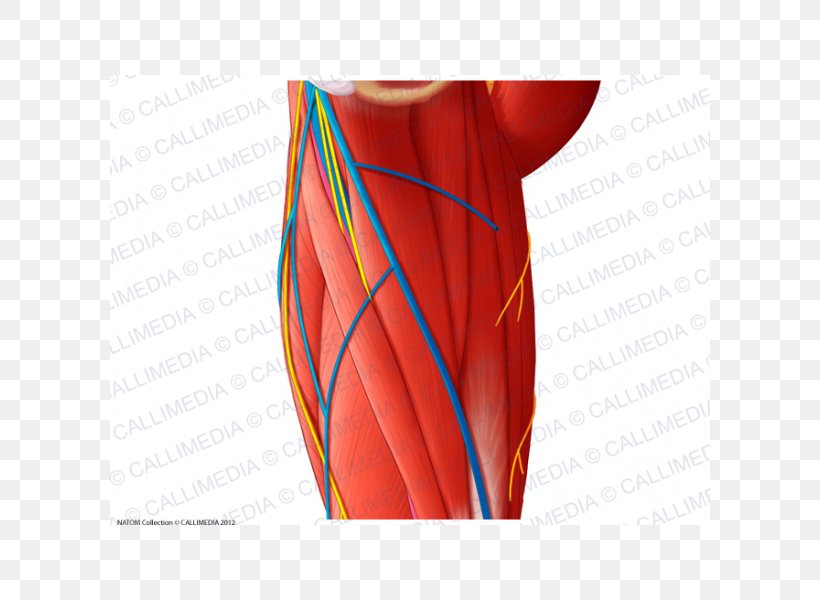 Nerve Muscle Arm Blood Vessel Shoulder, PNG, 600x600px, Watercolor, Cartoon, Flower, Frame, Heart Download Free