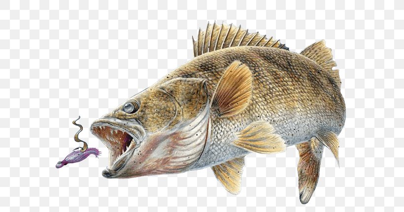 Northern Pike Walleye Perch Recreational Fishing Western Basin Of Lake Erie, PNG, 600x431px, Northern Pike, Angling, Animal Source Foods, Barramundi, Bass Download Free
