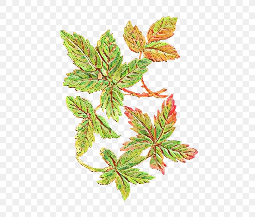 Clip Art Leaf Image Vector Graphics, PNG, 560x697px, Leaf, Botany, Cartoon, Cinquefoil, Flower Download Free