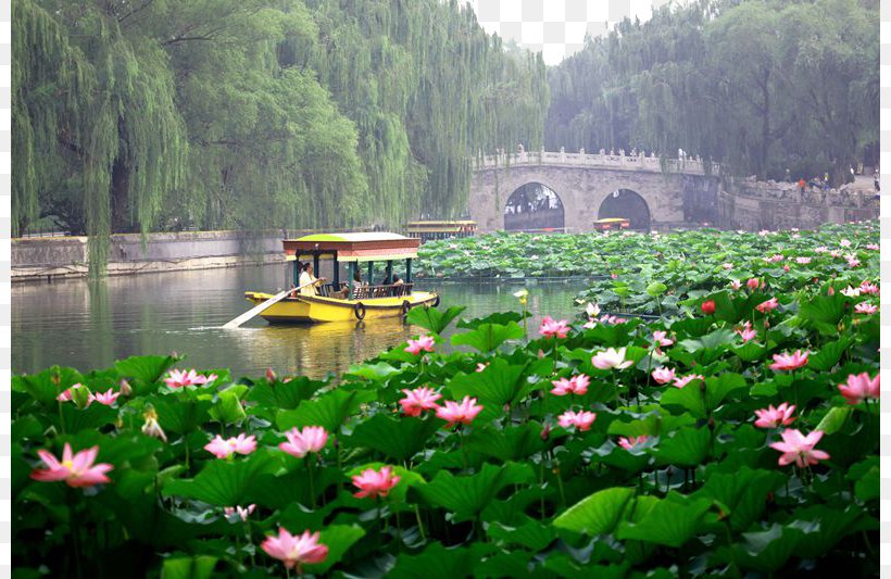 Beihai Park Forbidden City Jingshan Park Tourism, PNG, 800x533px, Beihai Park, Aquatic Plant, Bank, Beihai, Beijing Download Free