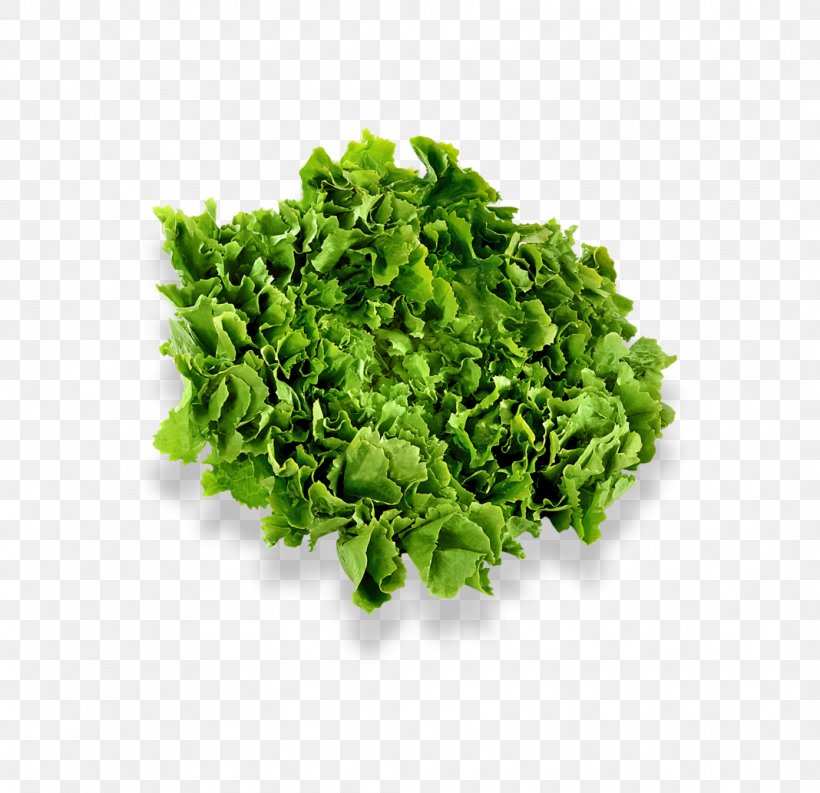 Herb Chervil Vegetable Nature's Pride Salad, PNG, 1068x1033px, Herb, Anthriscus, Assortment Strategies, Chervil, Clipping Path Download Free