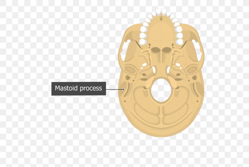 Mastoid Part Of The Temporal Bone Mastoid Process Anatomy, PNG, 548x550px, Mastoid Part Of The Temporal Bone, Anatomy, Bone, Hardware Accessory, Human Body Download Free