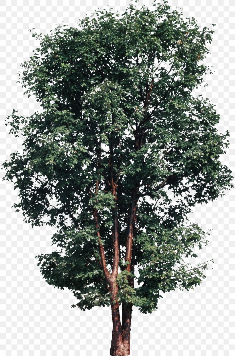 Tree Sycamore Maple Oak Shrub, PNG, 1276x1930px, Tree, Architecture, Branch, Computer Software, Evergreen Download Free