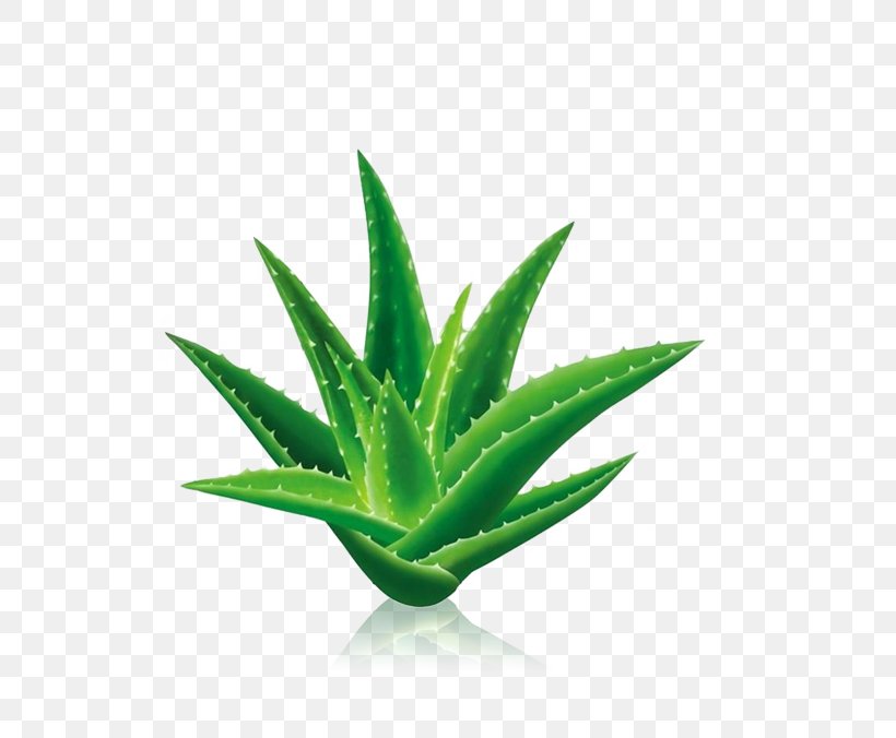 Aloe Vera Aloin Gel Extract Leaf, PNG, 783x676px, Aloe Vera, Agave, Aloe, Aloin, Centuryplant Download Free