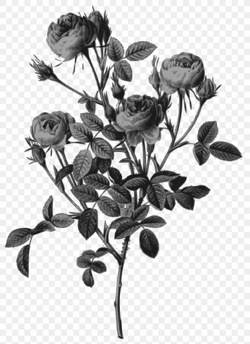 Botanical Illustration Art Moss Rose Botanical Illustrator, PNG, 1746x2400px, Botanical Illustration, Art, Black And White, Botanical Illustrator, Botany Download Free